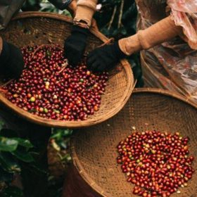 Cà phê đặc sản là gì? Điều gì tạo nên sự đặc biệt loại cafe này? giá cà phê mới nhất