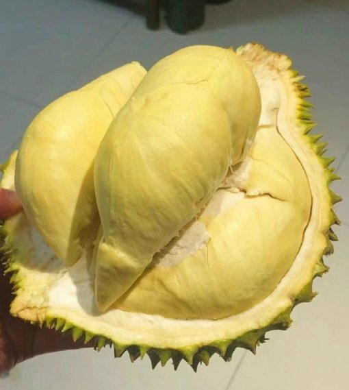 sầu riêng nguyên múi cấp đông