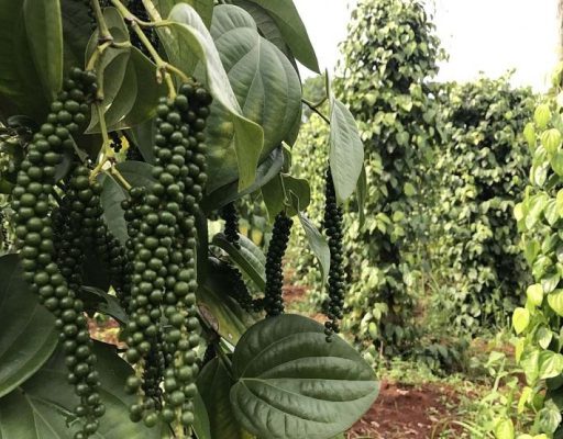 chăm sóc hồ tiêu mùa khô