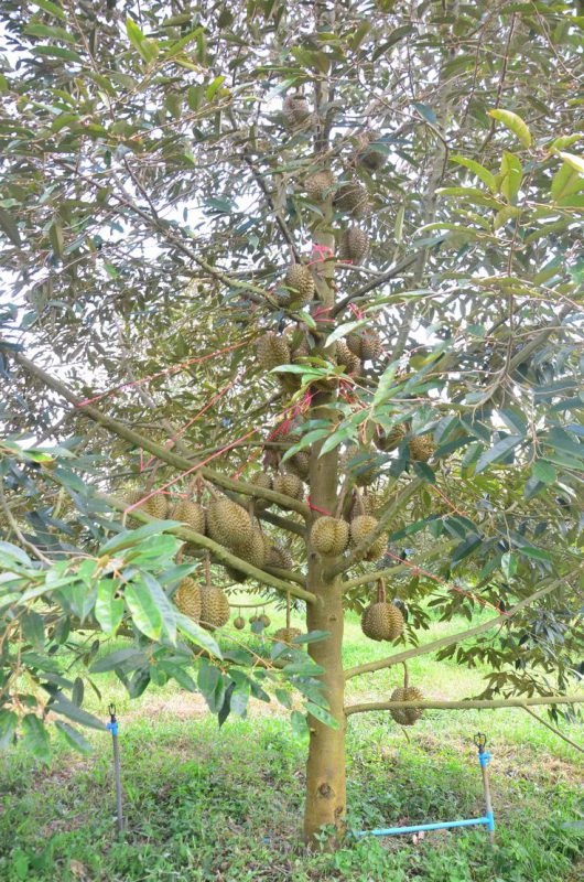 kinh nghiệm trồng sầu riêng