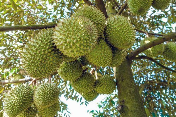giống sầu riêng