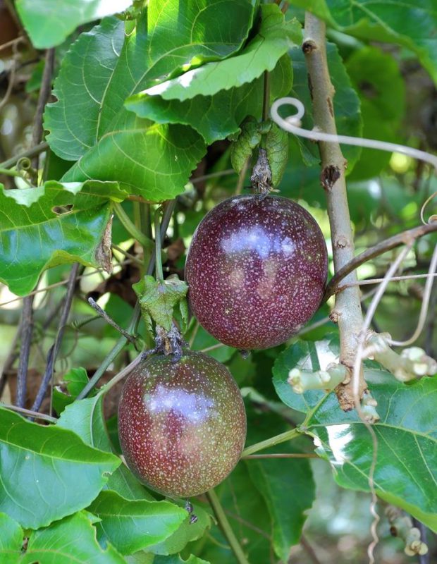 bệnh cây chanh dây