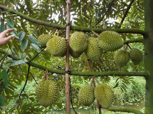chăm sóc cây sầu riêng