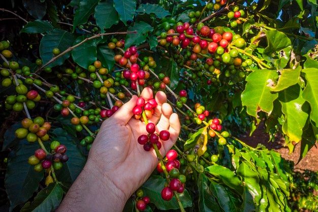 Giá cà phê giá cà phê mới nhất