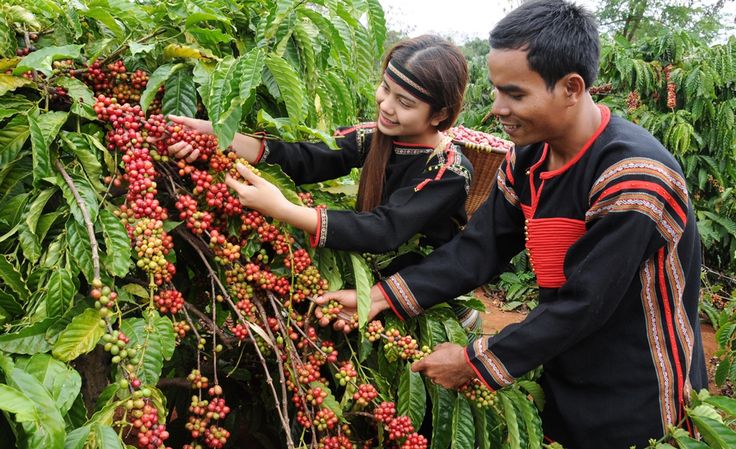 kinh nghiệm trồng cà phê