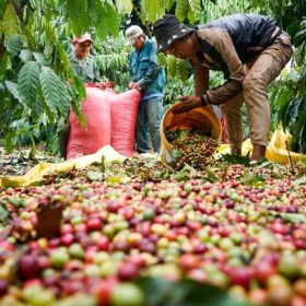 kỹ thuật thu hoạch cà phê giá cà phê mới nhất