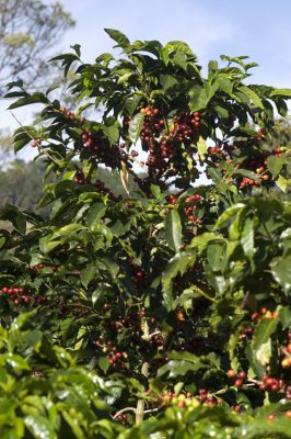 giống cà phê