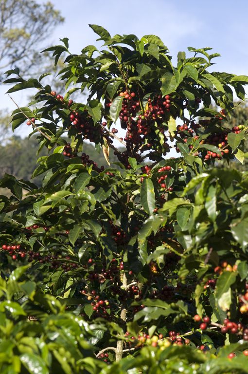 giống cà phê