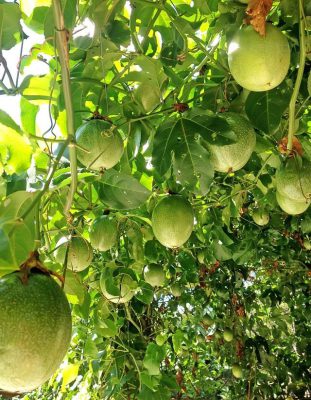 trồng chanh dây hiệu quả