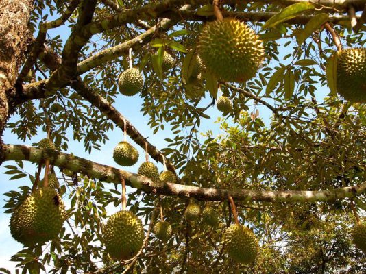 thời vụ trồng sầu riêng