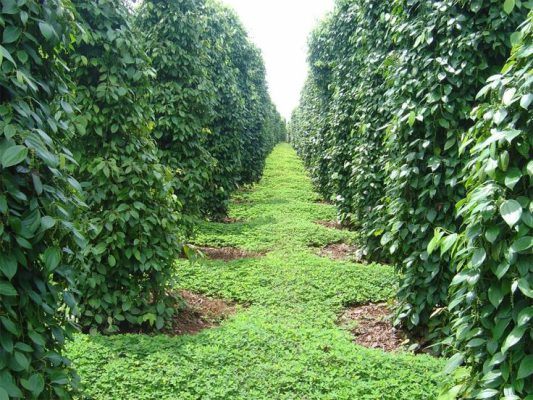 kỹ thuật trồng hồ tiêu