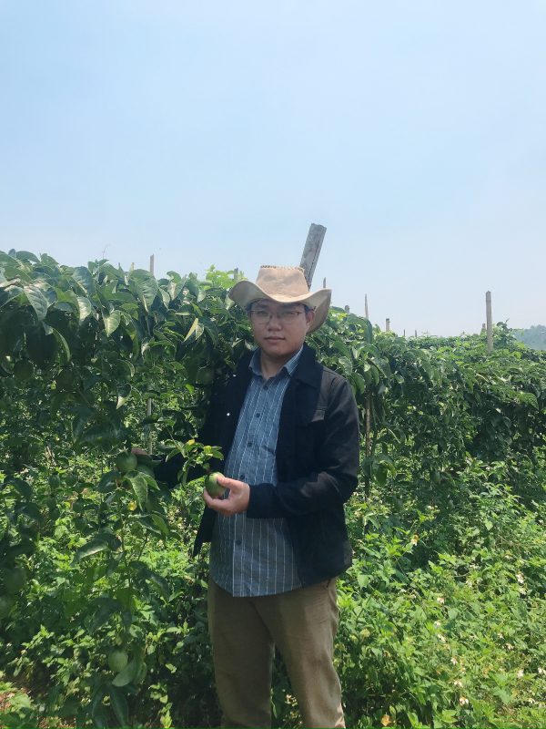 kỹ thuật trồng chanh dây