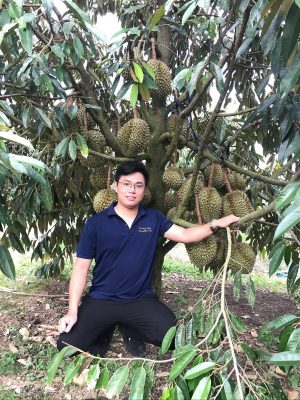 kỹ thuật trồng sầu riêng