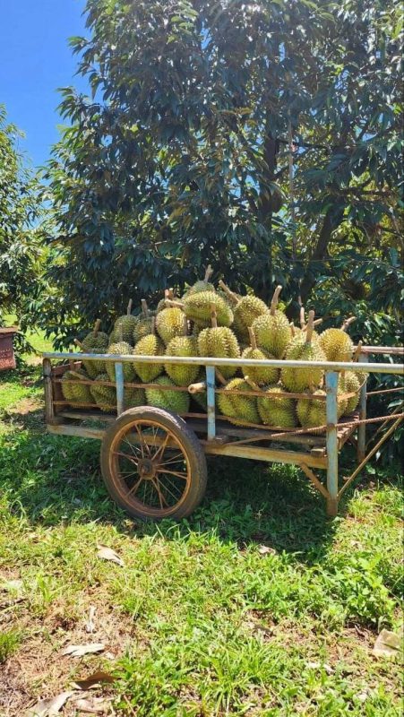 phục hồi vườn sầu riêng